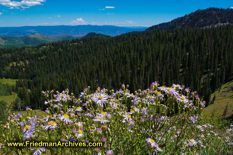 national park,mountains,flowers,trees,nature,park,beauty,establishing,shot,postcard,purple,green,